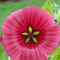 Malope trifida fleur